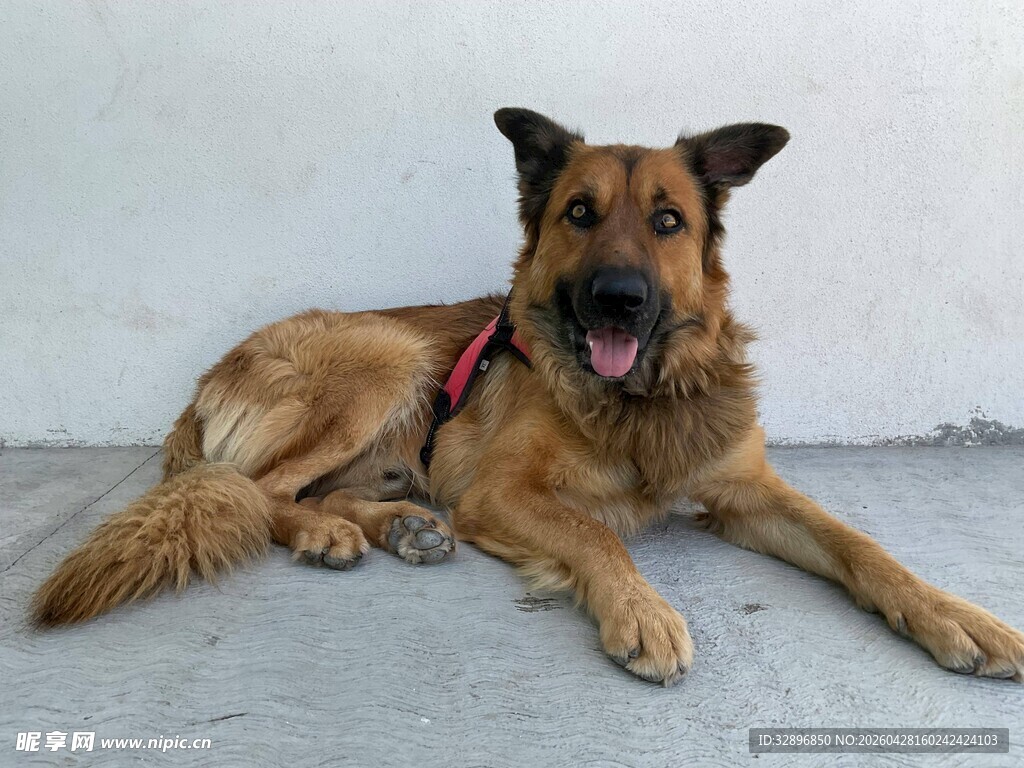 趴着的德国牧羊犬