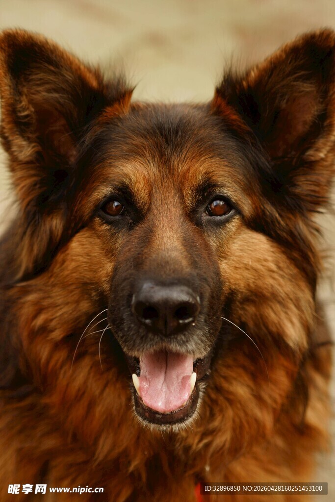可爱长毛犬张嘴露笑