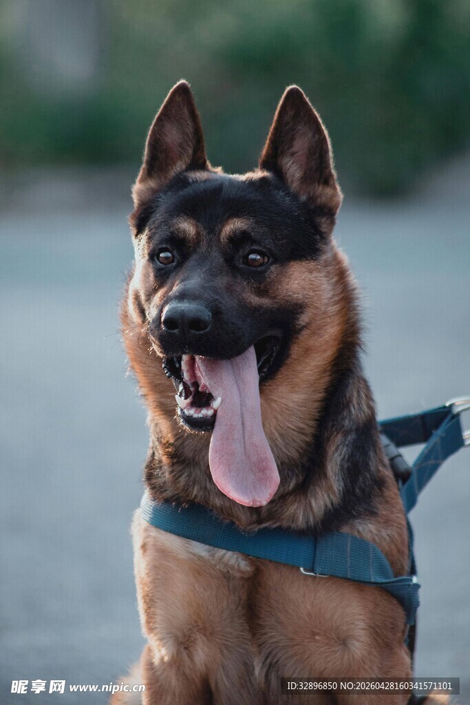 帅气德国牧羊犬吐舌卖萌