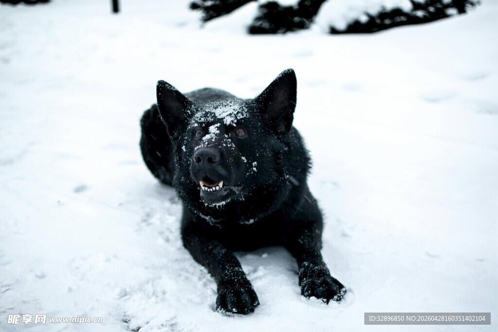 雪地中的黑色狗狗