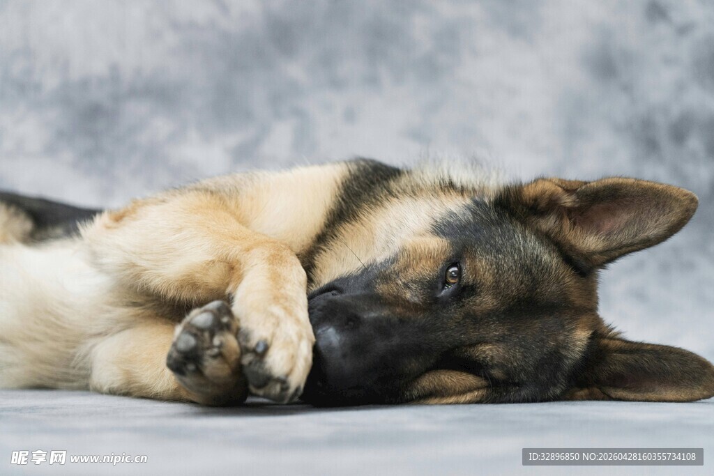 趴着休息的德国牧羊犬