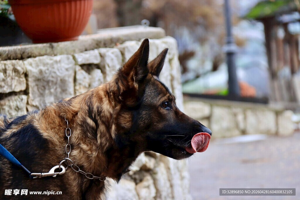 吐舌的德国牧羊犬