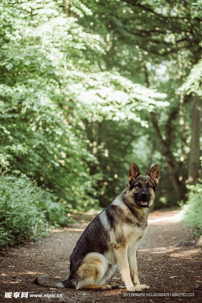 林间小道上的德国牧羊犬