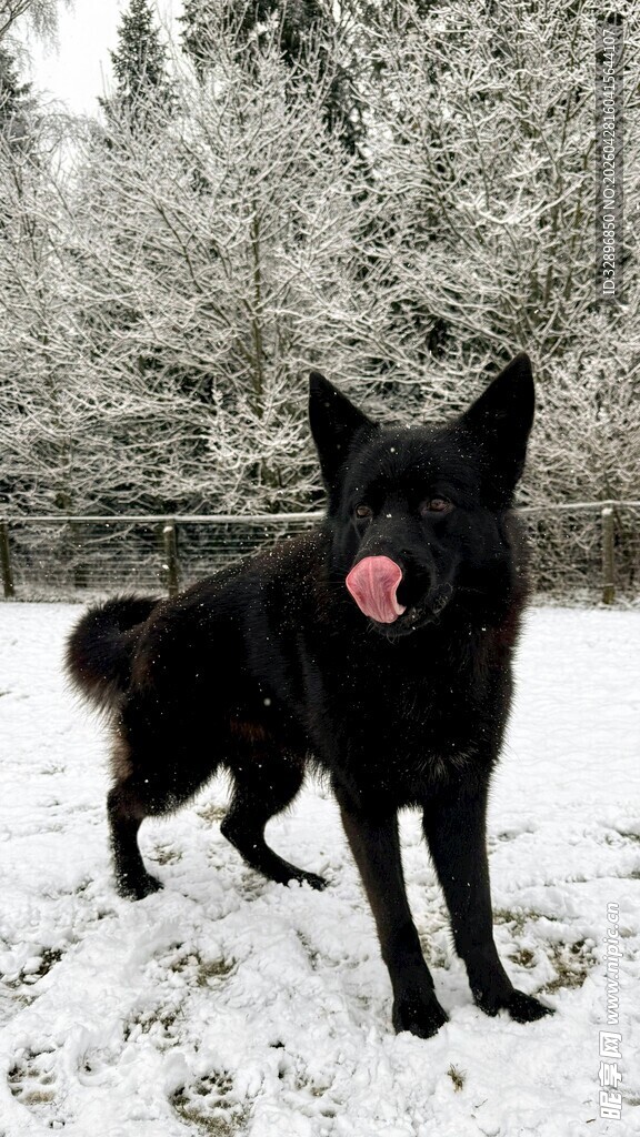 雪地中吐舌的帅气黑犬