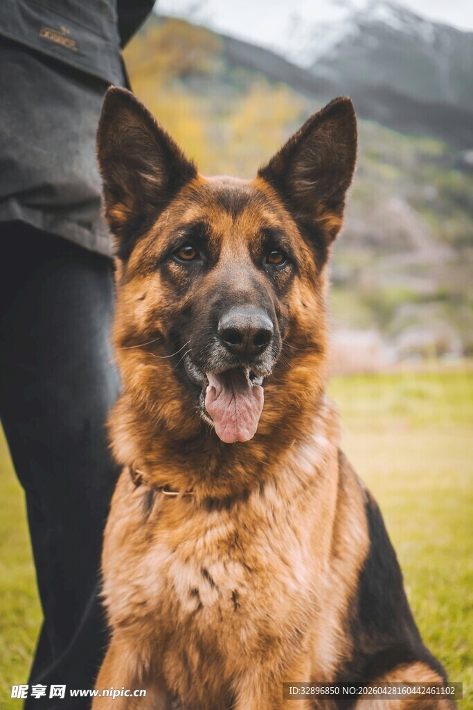 人与德国牧羊犬温馨瞬间