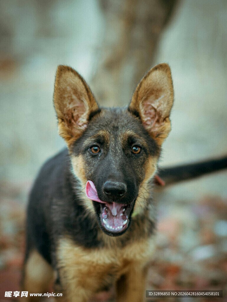 可爱德国牧羊犬张嘴吐舌