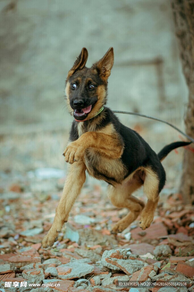 跳跃的德国牧羊犬