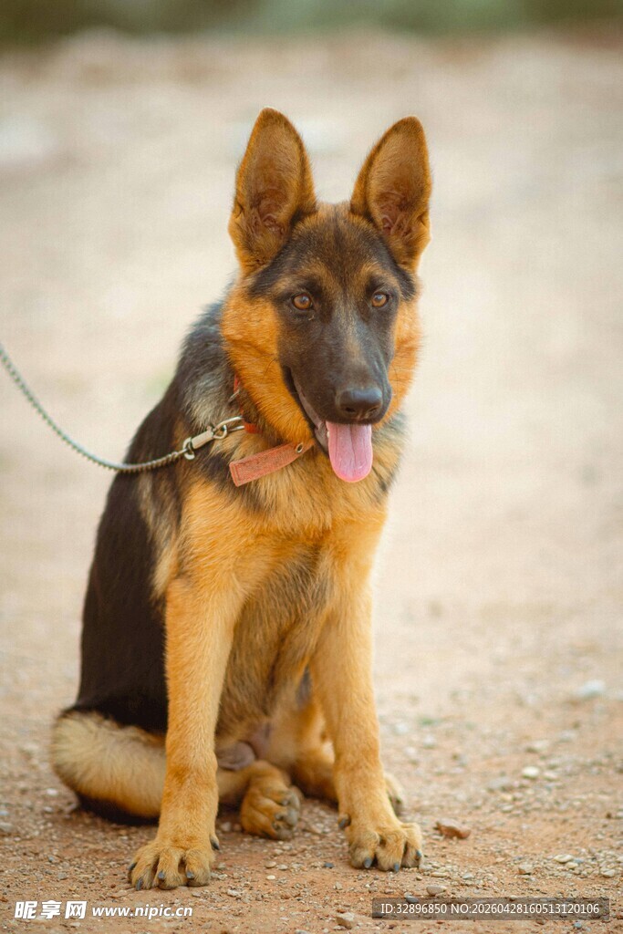 坐着的德国牧羊犬