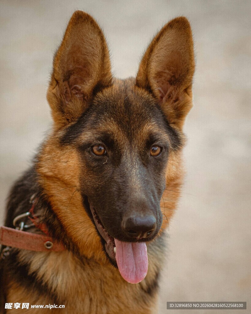 可爱德国牧羊犬吐舌卖萌