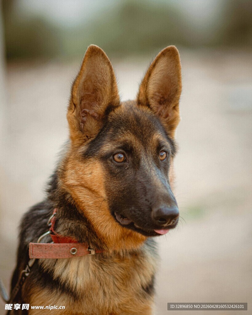 帅气德国牧羊犬特写