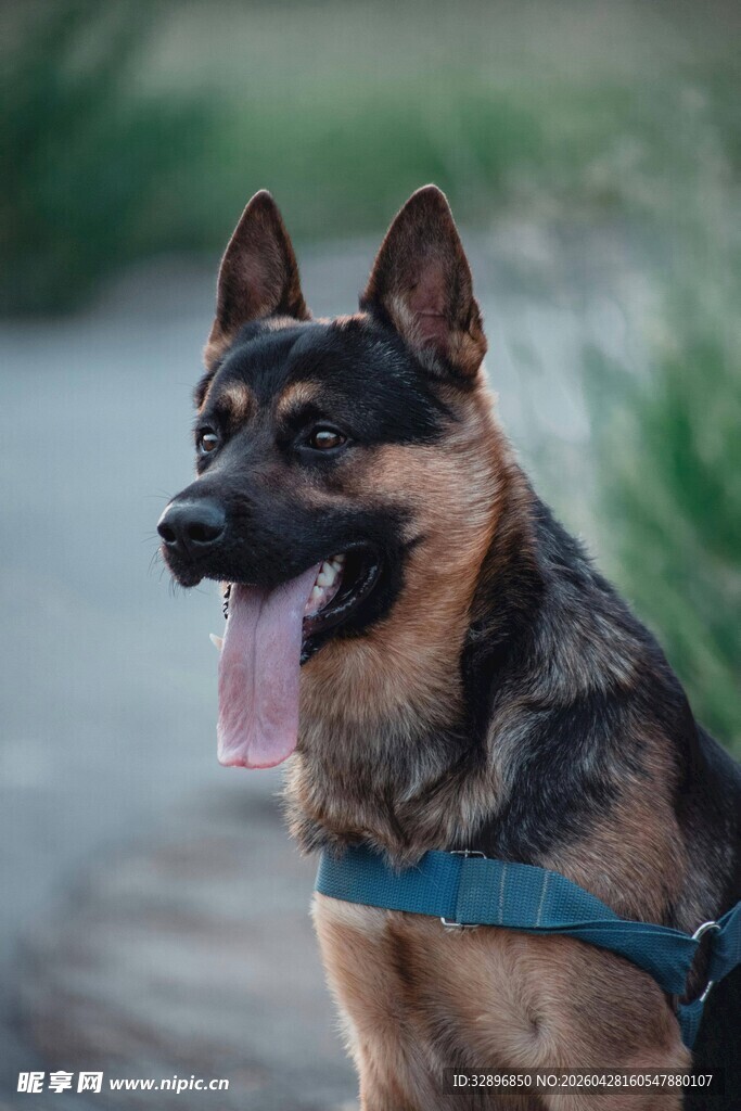 帅气德国牧羊犬户外照