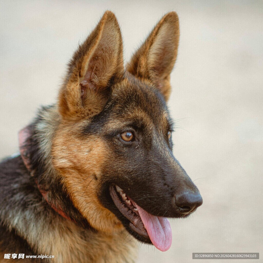 可爱德国牧羊犬吐舌瞬间