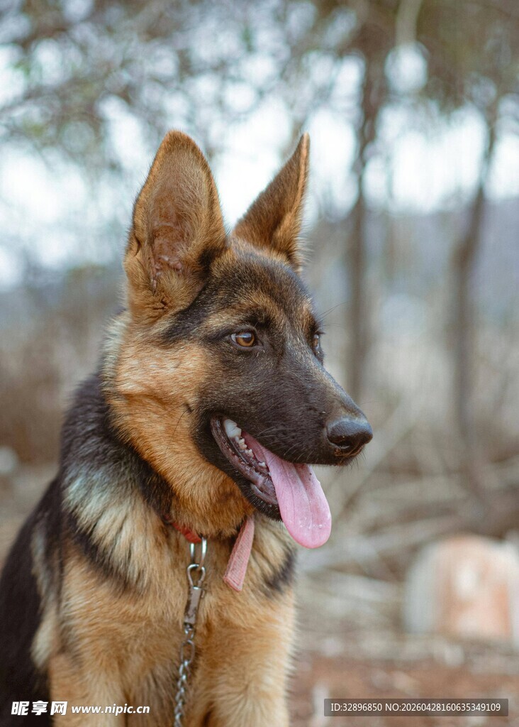 可爱德国牧羊犬户外肖像