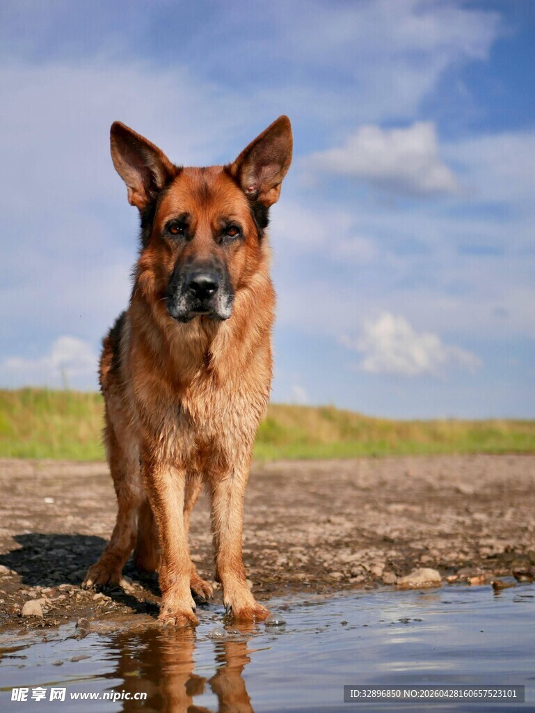 德国牧羊犬立于水边