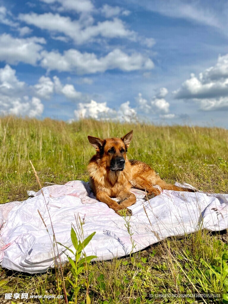 草地上惬意躺卧的宠物犬