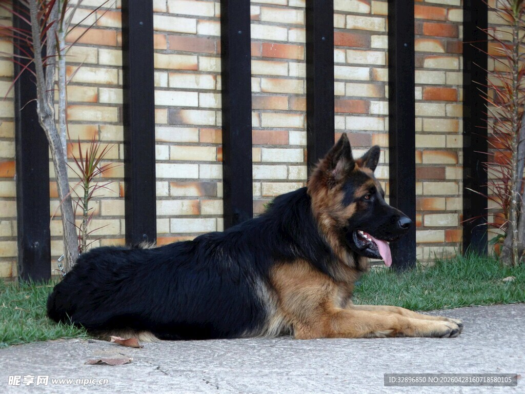 德国牧羊犬悠闲趴卧