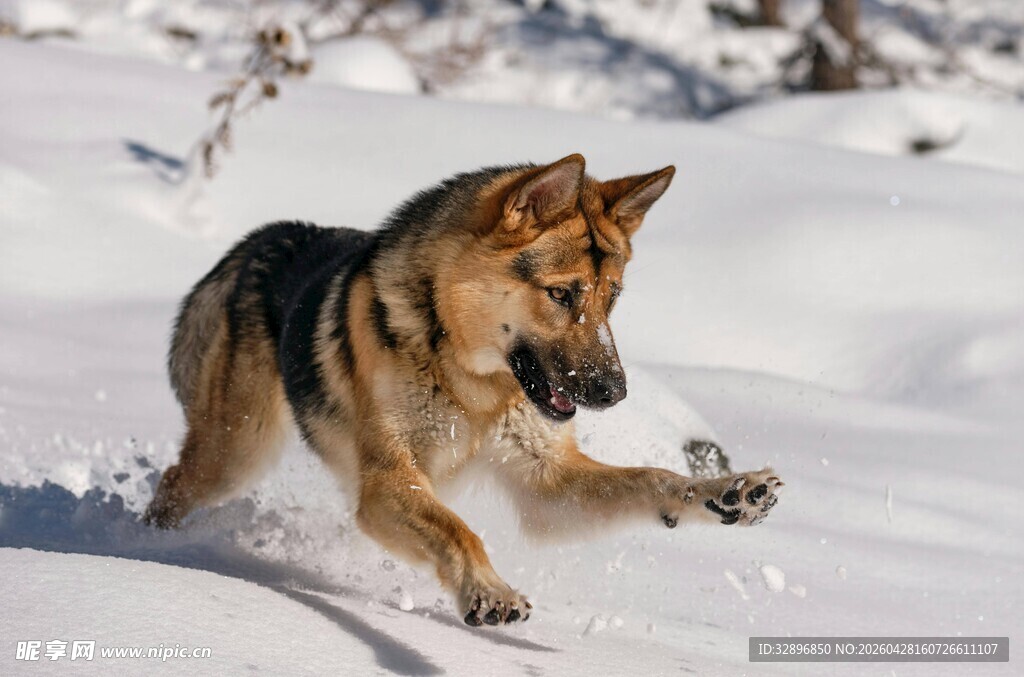 雪地中奔跑的德国牧羊犬