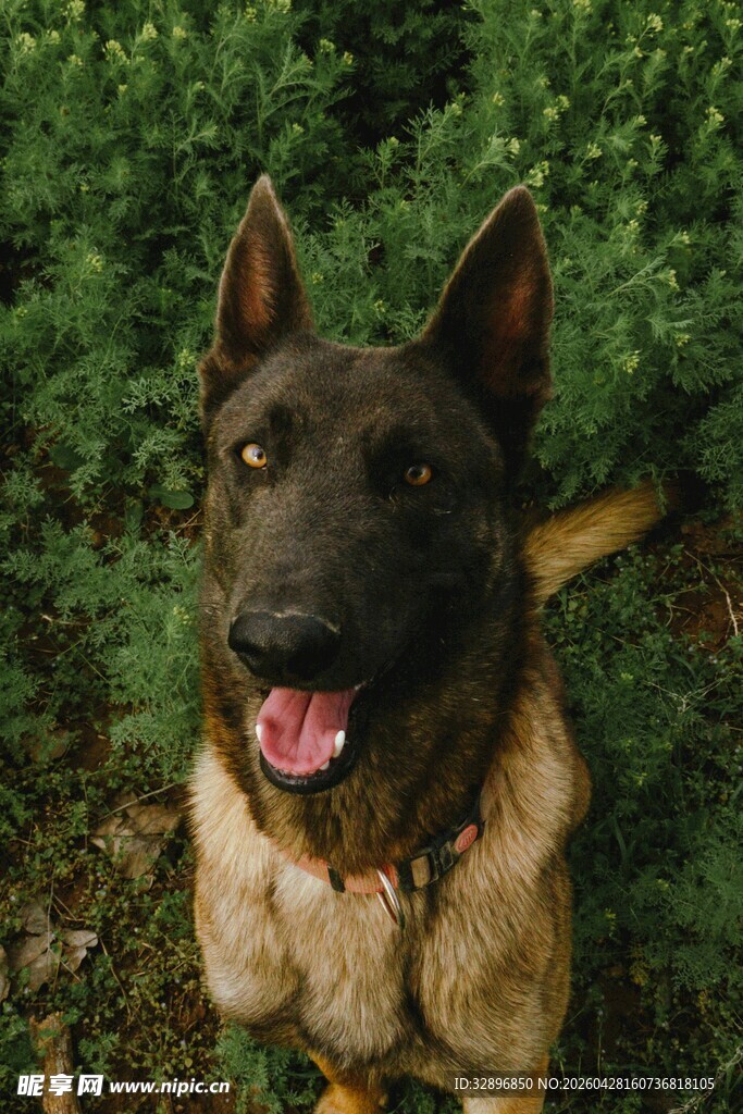 可爱黑犬身着保暖服饰