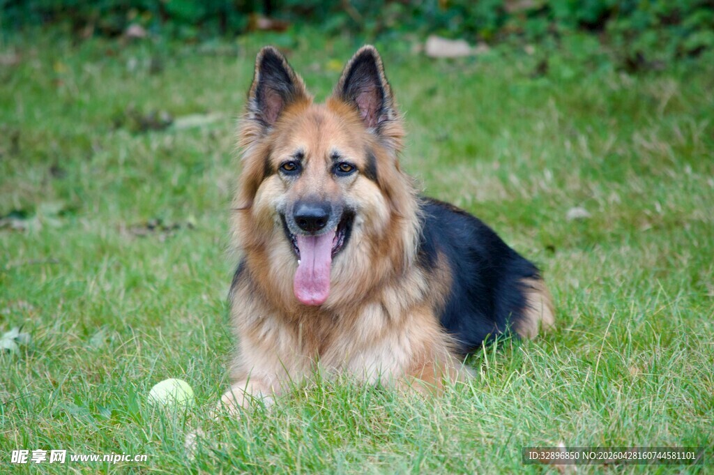 德国牧羊犬趴于绿草地