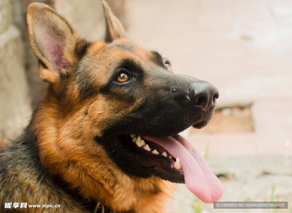 可爱德国牧羊犬吐舌卖萌