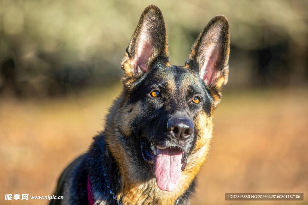 可爱德国牧羊犬户外吐舌
