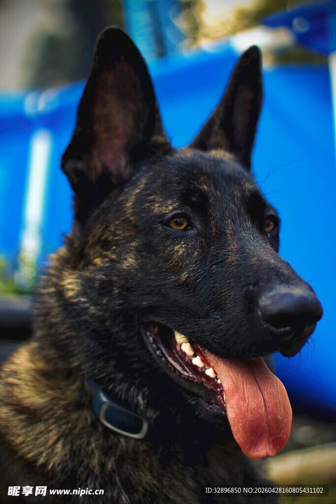 帅气黑犬吐舌咧嘴