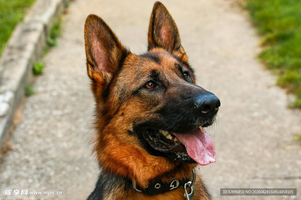 帅气德国牧羊犬户外特写
