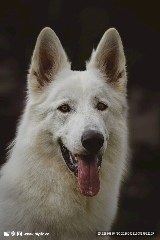 可爱白犬吐舌露笑