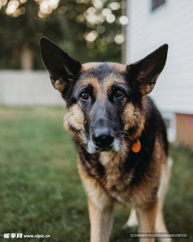 帅气德国牧羊犬站立草地