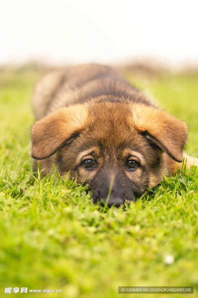 趴着的萌态小狗