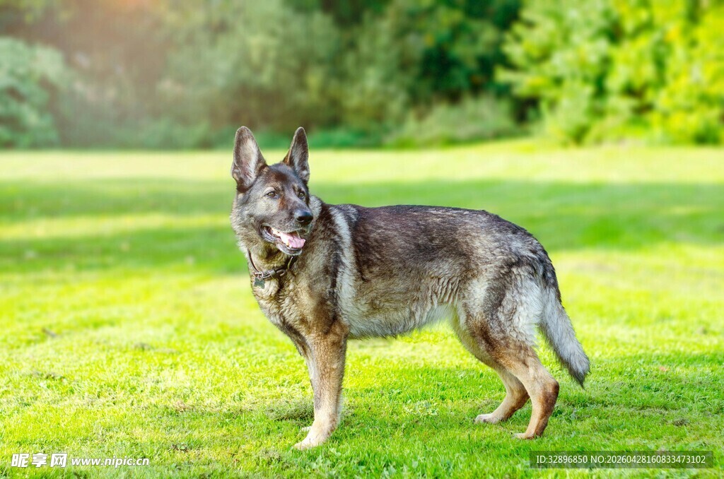 草地上的帅气德国牧羊犬