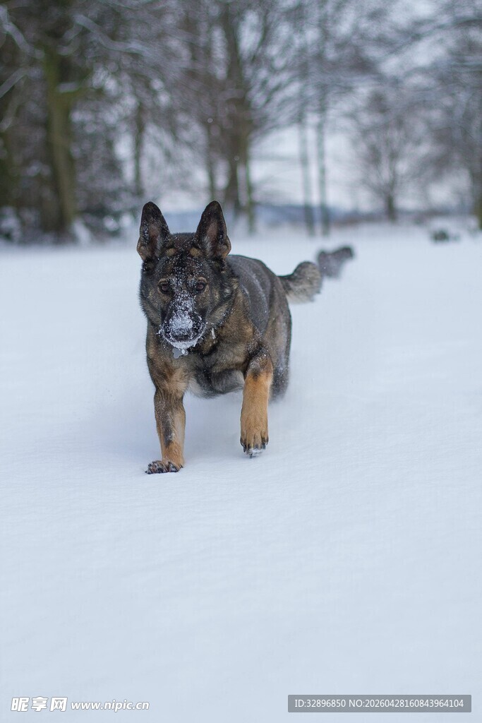 雪地中奔跑的德国牧羊犬