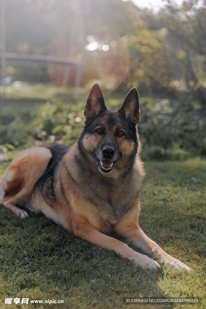 阳光下的帅气德国牧羊犬
