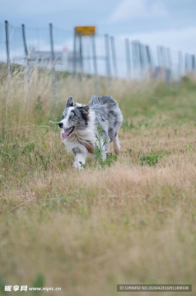 草地奔跑的可爱边境牧羊犬