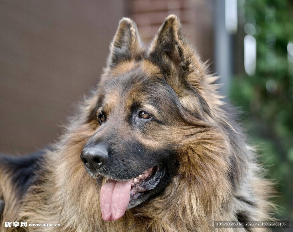 可爱德国牧羊犬吐舌卖萌