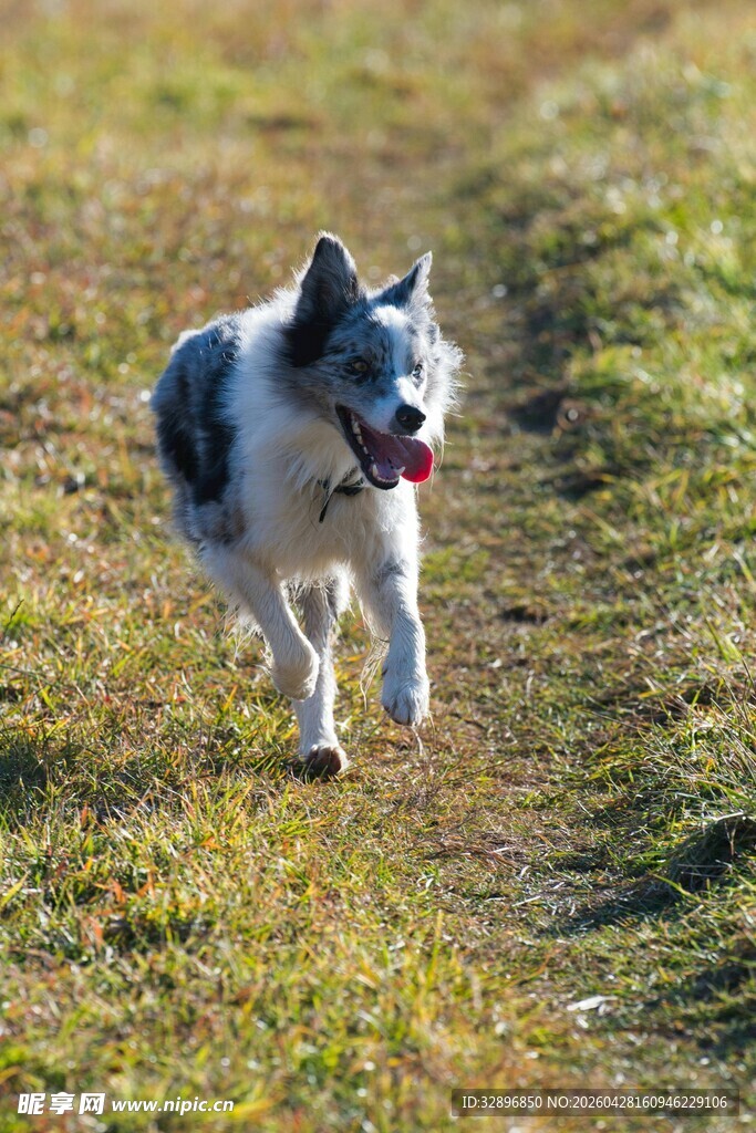 草地奔跑的可爱狗狗