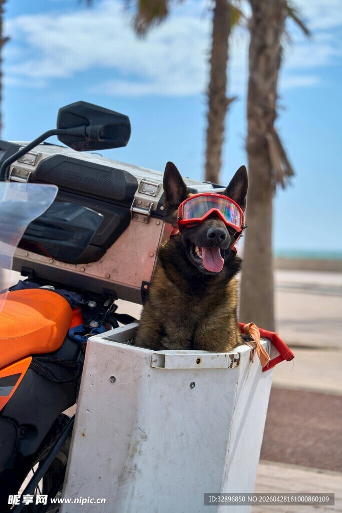 骑摩托的酷炫狗狗