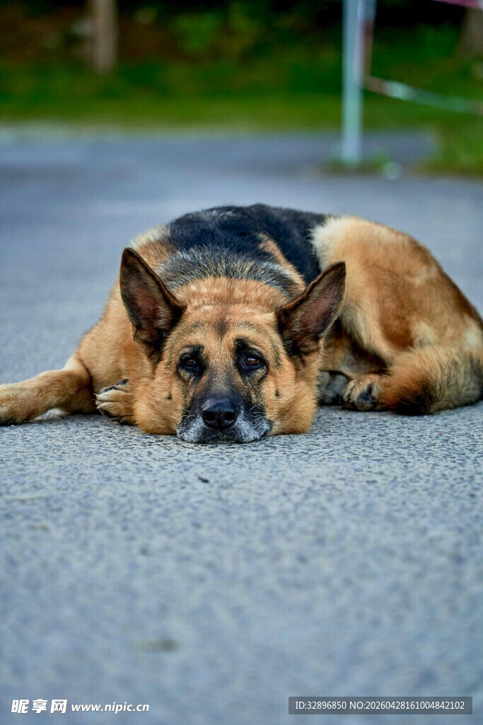 路边趴着的德国牧羊犬