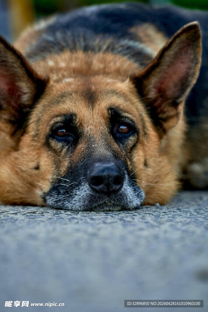 趴着的德国牧羊犬