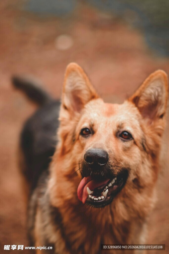 可爱德国牧羊犬吐舌卖萌