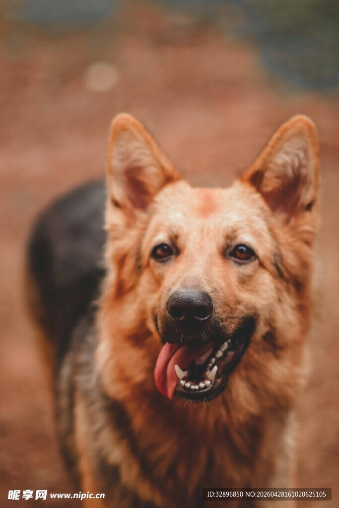 可爱德国牧羊犬咧嘴笑