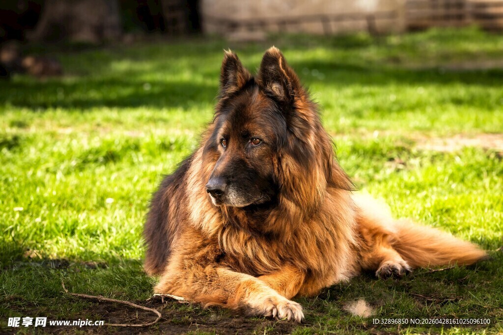 阳光下休憩的德国牧羊犬