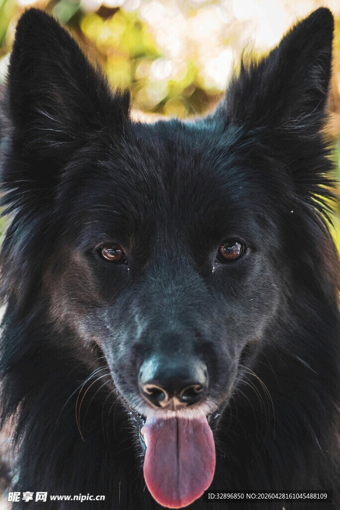 黑犬吐舌可爱瞬间
