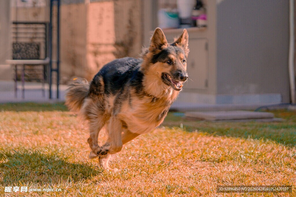 奔跑的德国牧羊犬