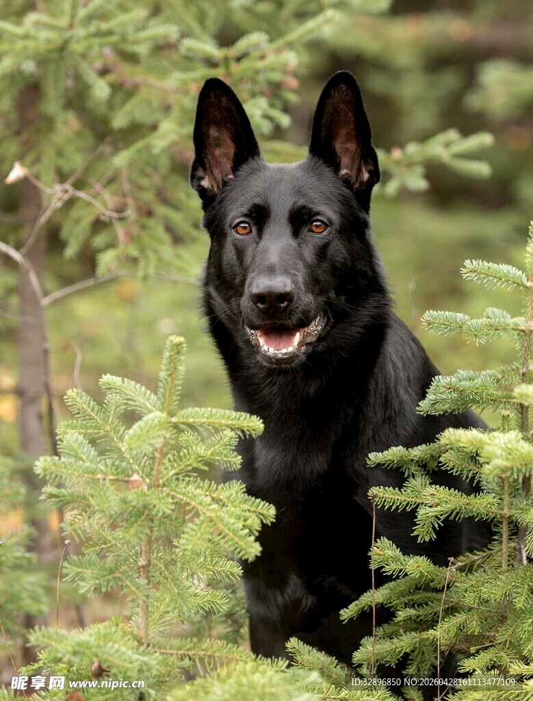 黑犬立于葱郁草木间