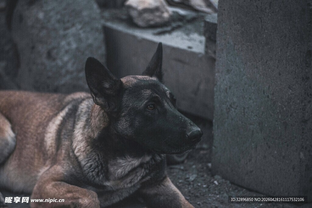 趴着的黑犬