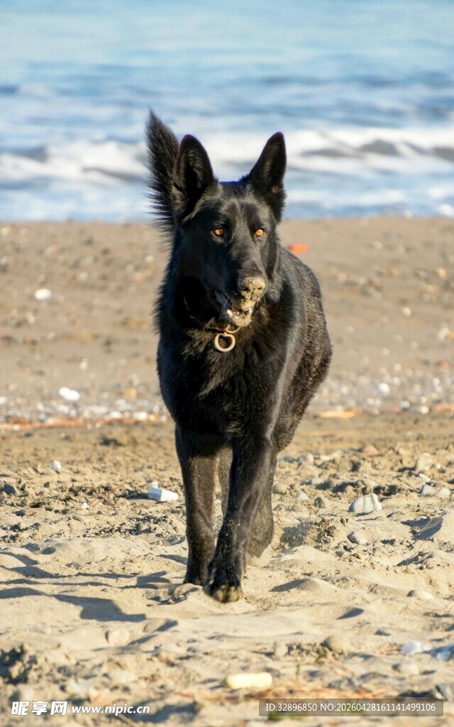 沙滩上行走的黑色德国牧羊犬