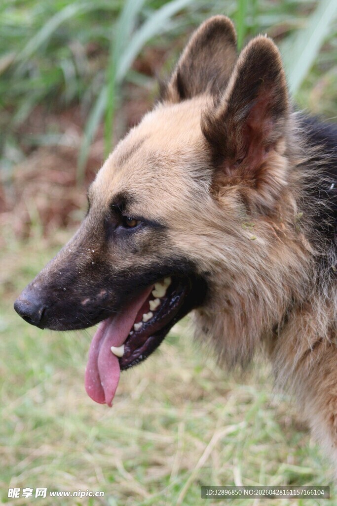 吐舌的帅气德国牧羊犬
