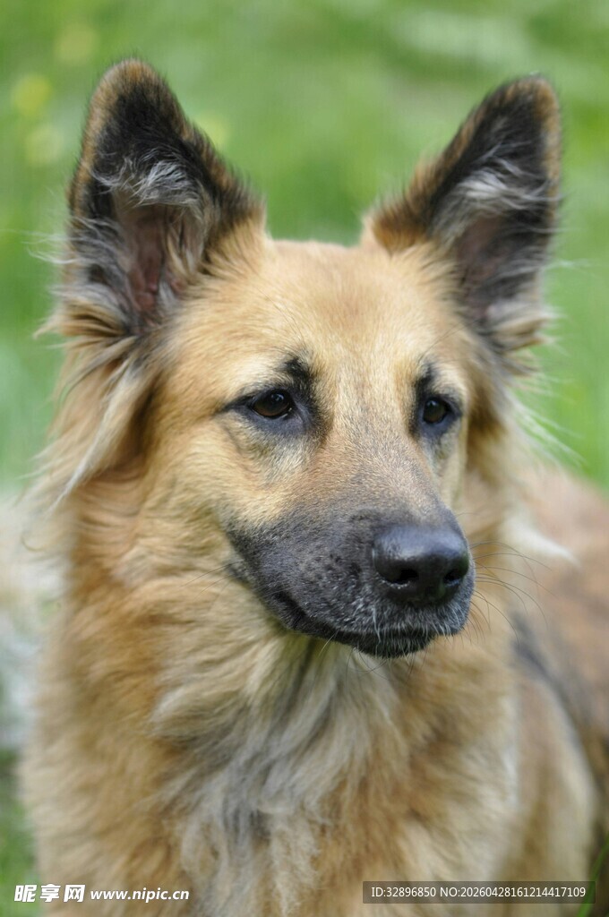 可爱长毛犬的特写瞬间