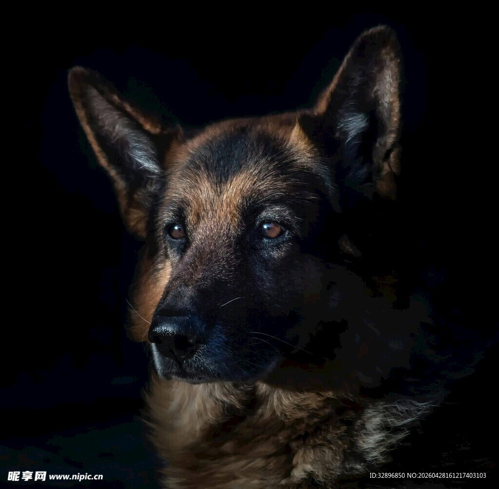 德国牧羊犬特写